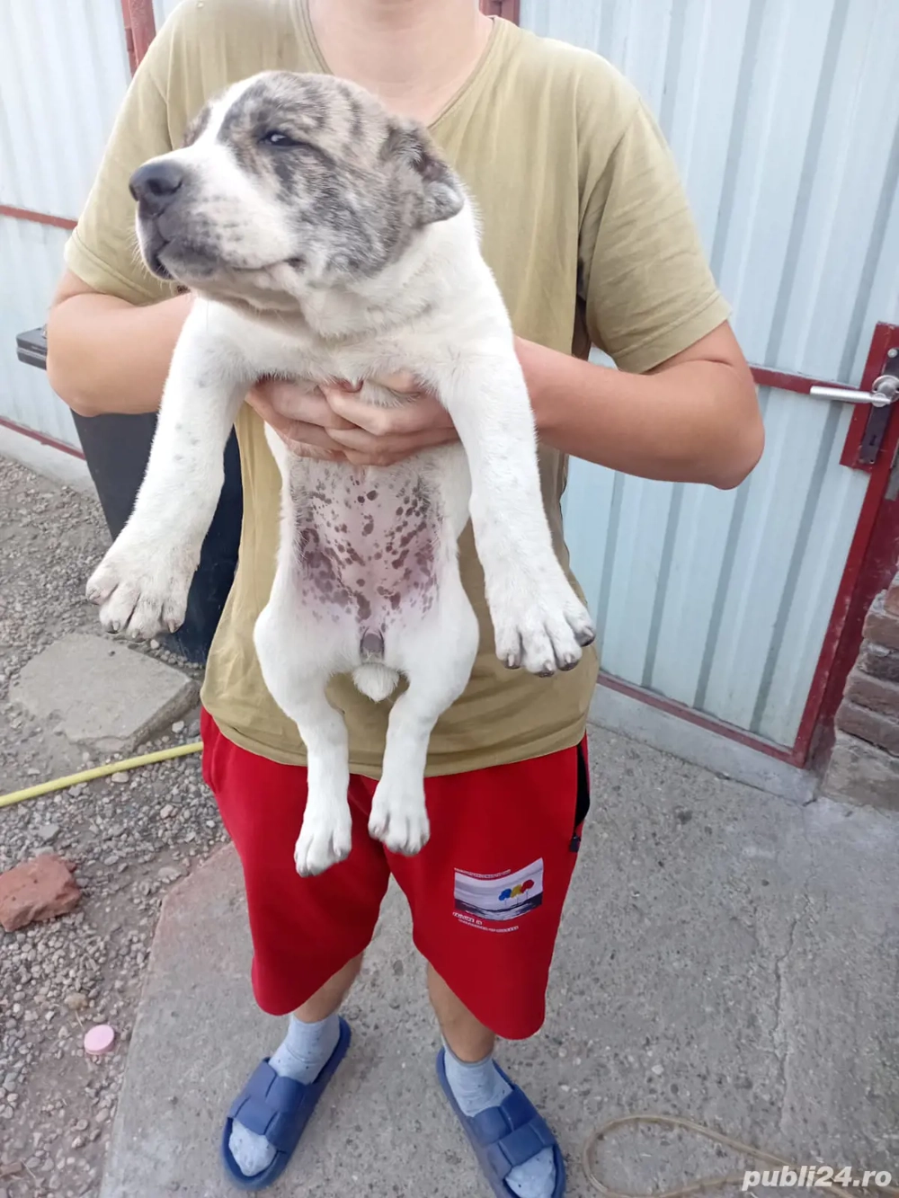 Cățelul de vănzare!! Cățelul de vănzare!!