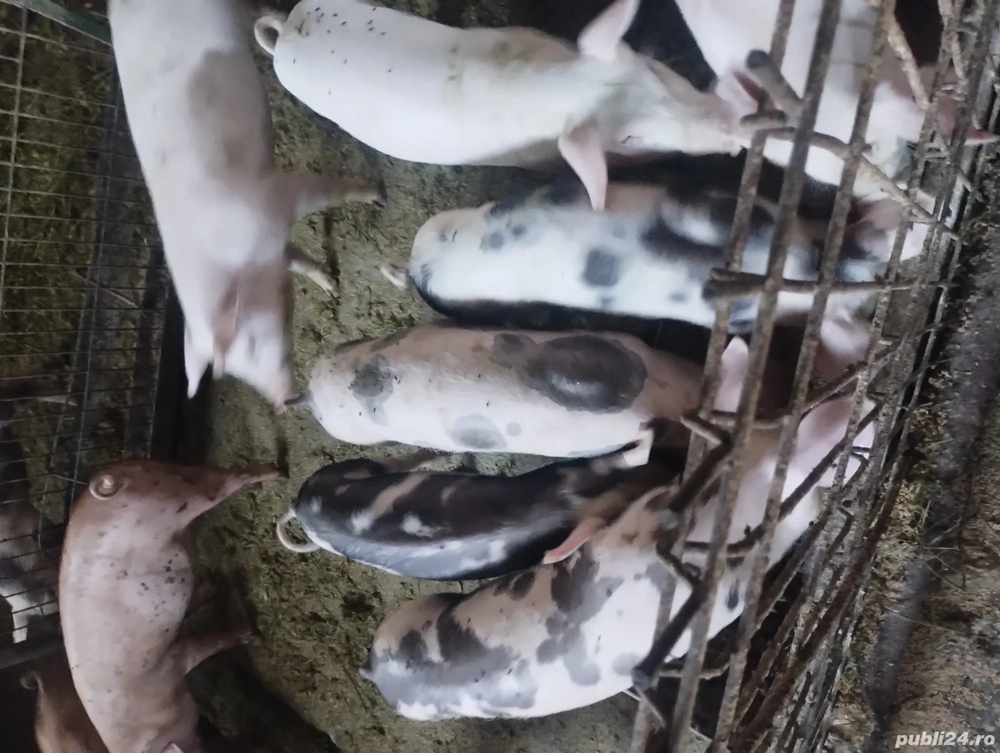 vând purcei 13 săptămâni 