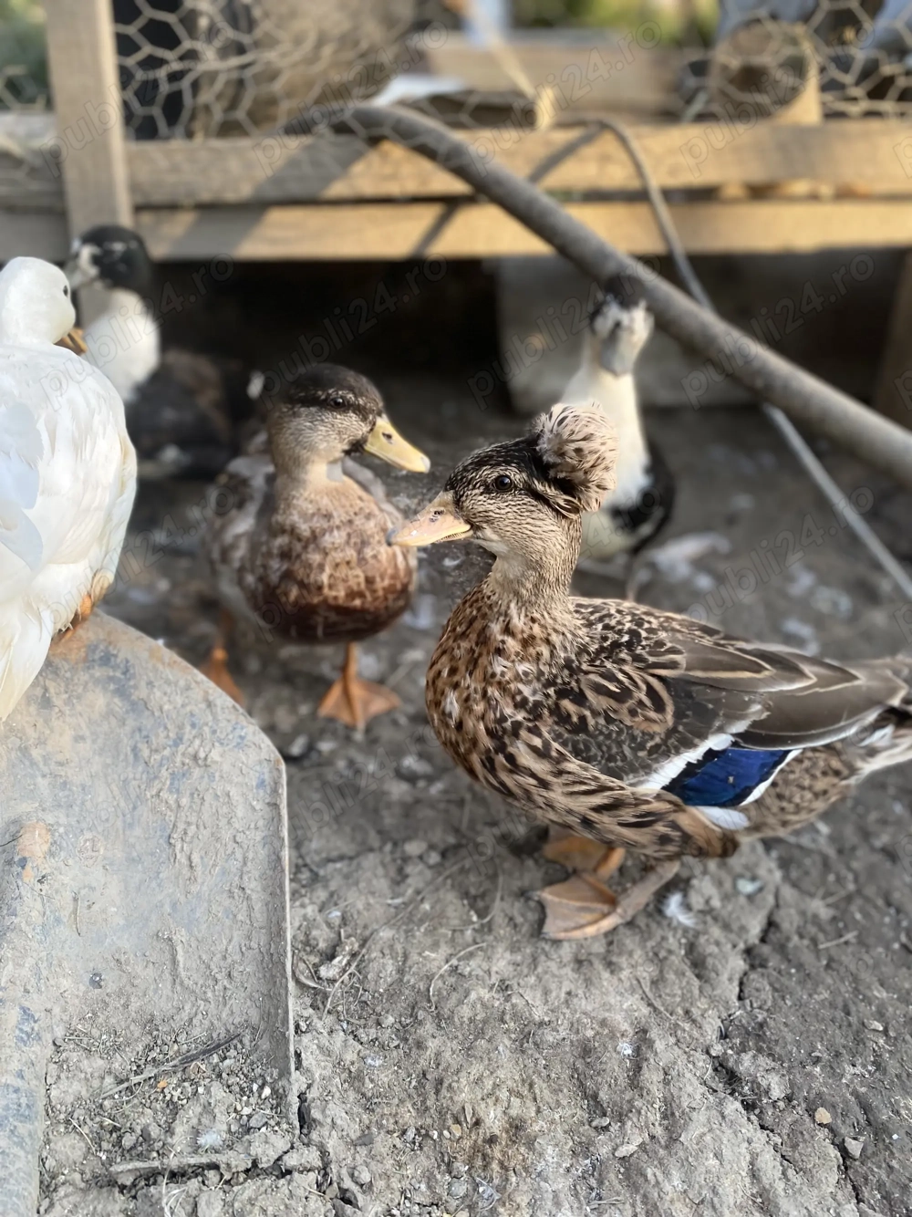 Vând rațe din rasa Pitice Olandeze 
