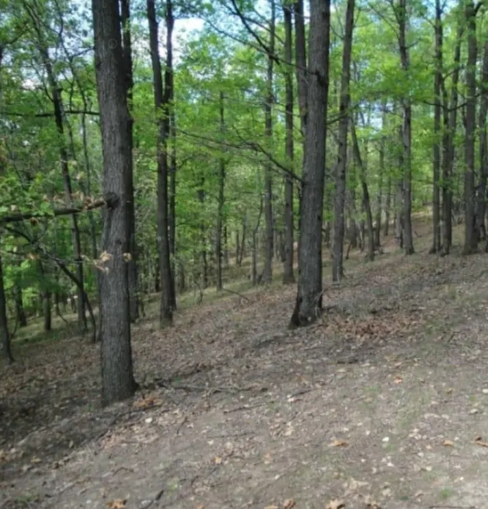 Vând pădure 63 ha de fag, stejar, gorun esență tare