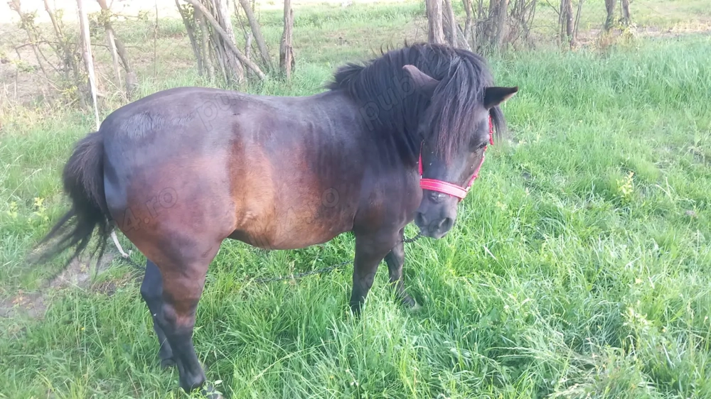 Vând 2 ponei iapa și armăsar 