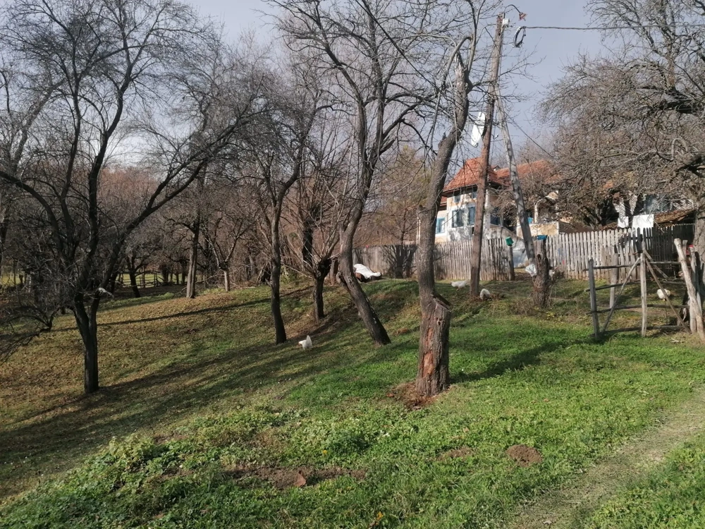 VAND CASA BATRANEASCA, 3,1 HA IN JURUL CASEI, COM.CETATENI