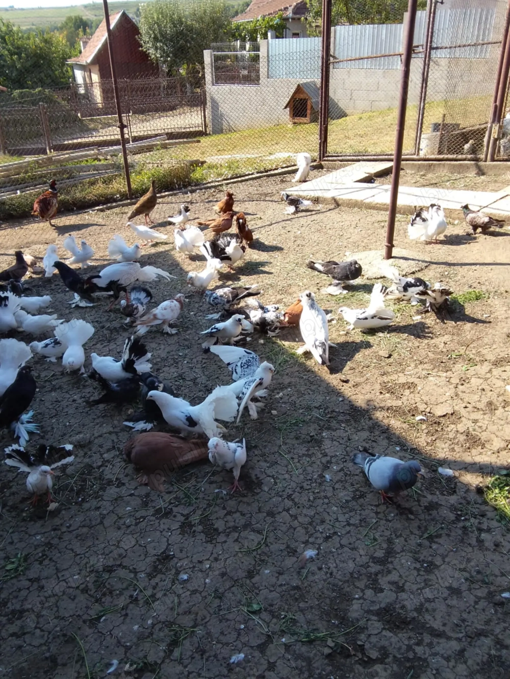 Porumbei de vânzare 