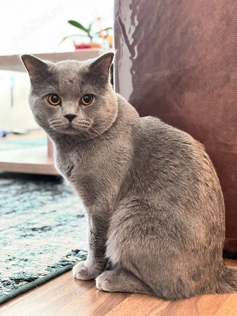 Motan British Shorthair  Motan British Shorthair