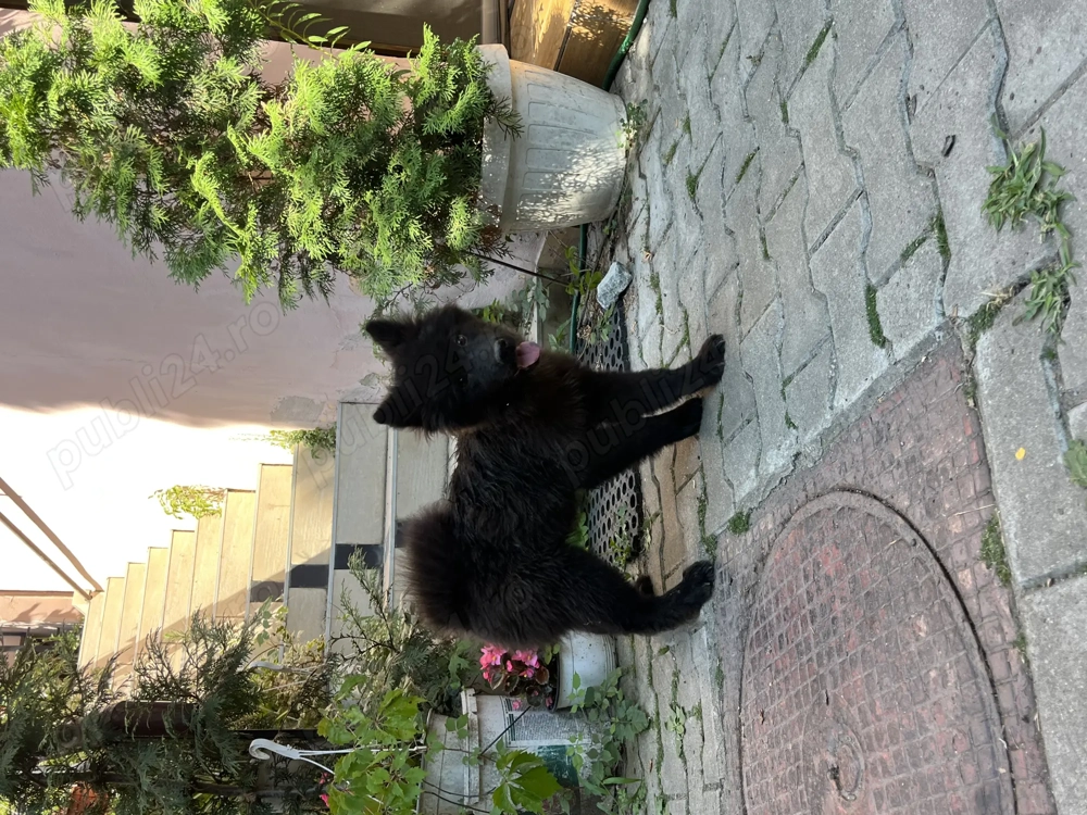 Căței husky Medias jud Sibiu 