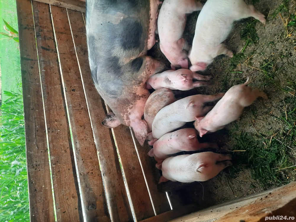 Se vinde soldani Se vinde soldani