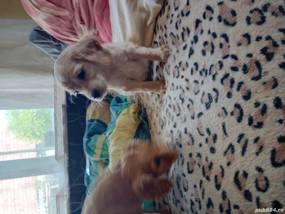 Disponibil kokeri spaniol vacinurii la zi  Disponibil kokeri spaniol vacinurii la zi