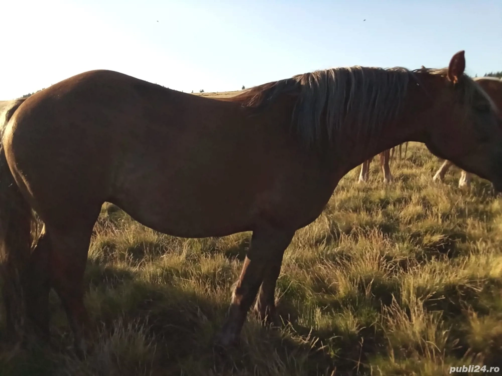 Vând mânza Vând mânza