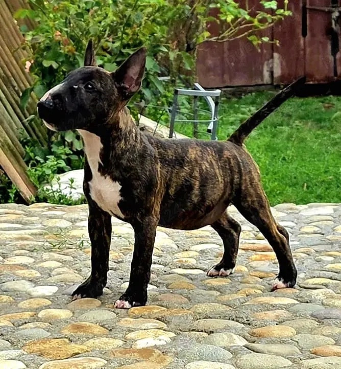 Miniature Bull terrier cu pedigree FCI