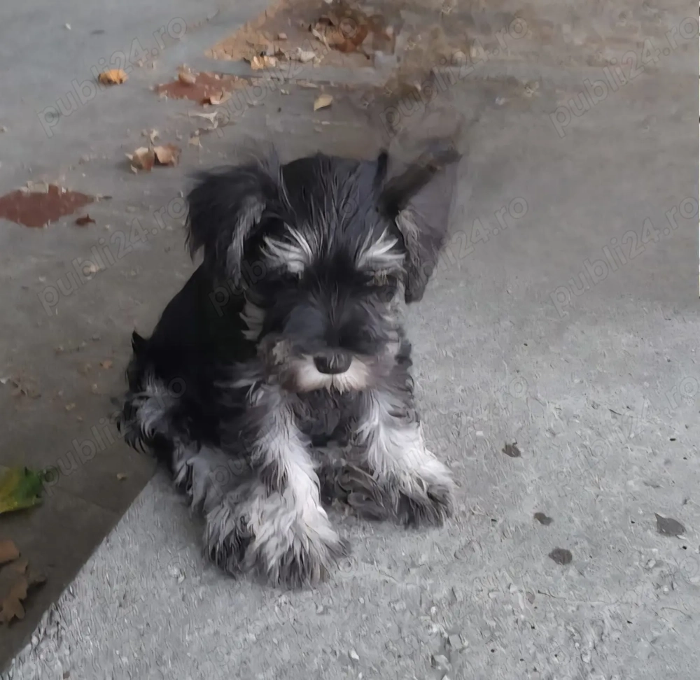 Vand femela schnauzer pitic