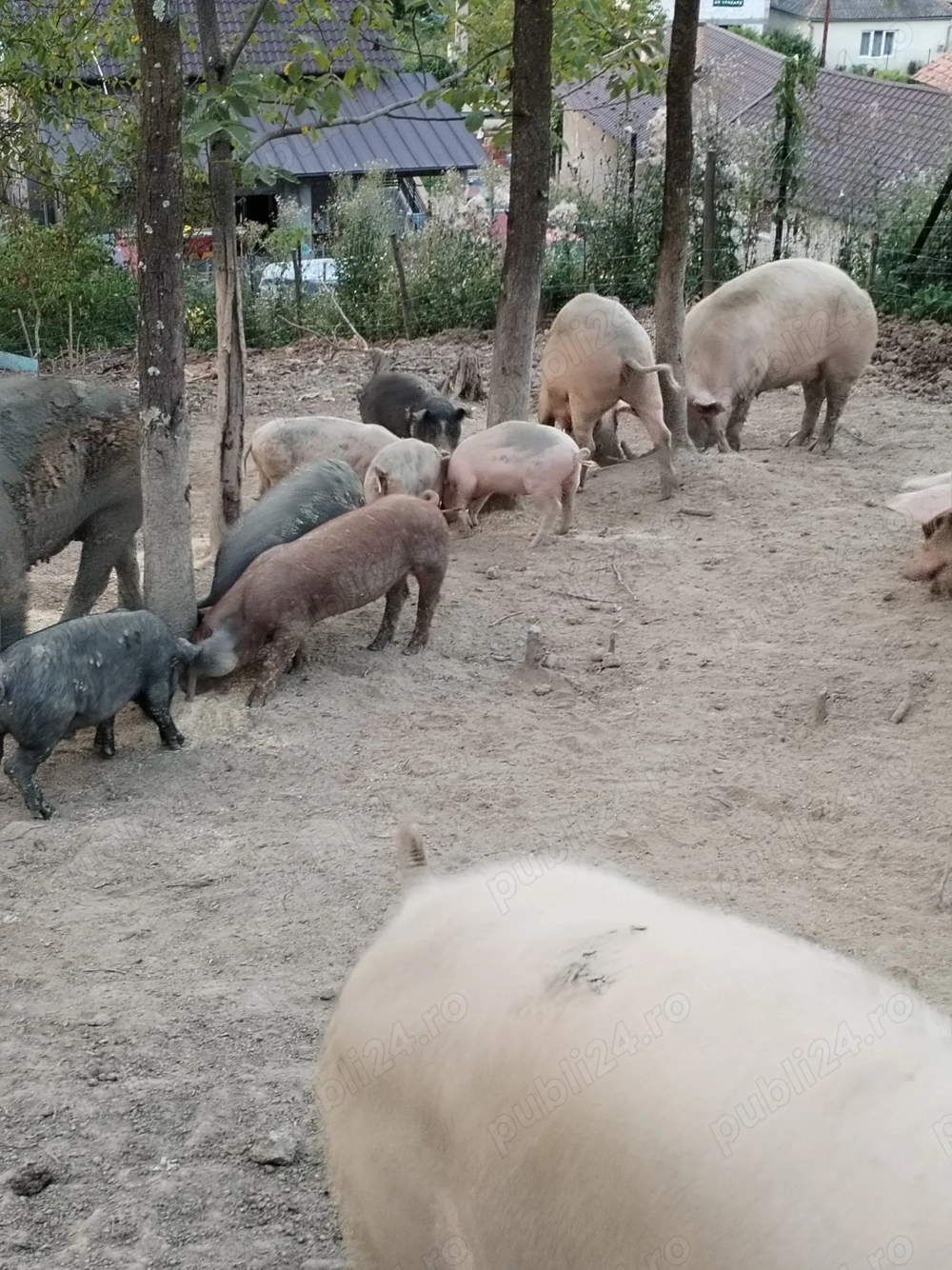 Porci scroafe purcei Porci scroafe purcei