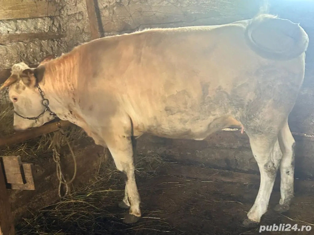 De vânzare vițea! De vânzare vițea!