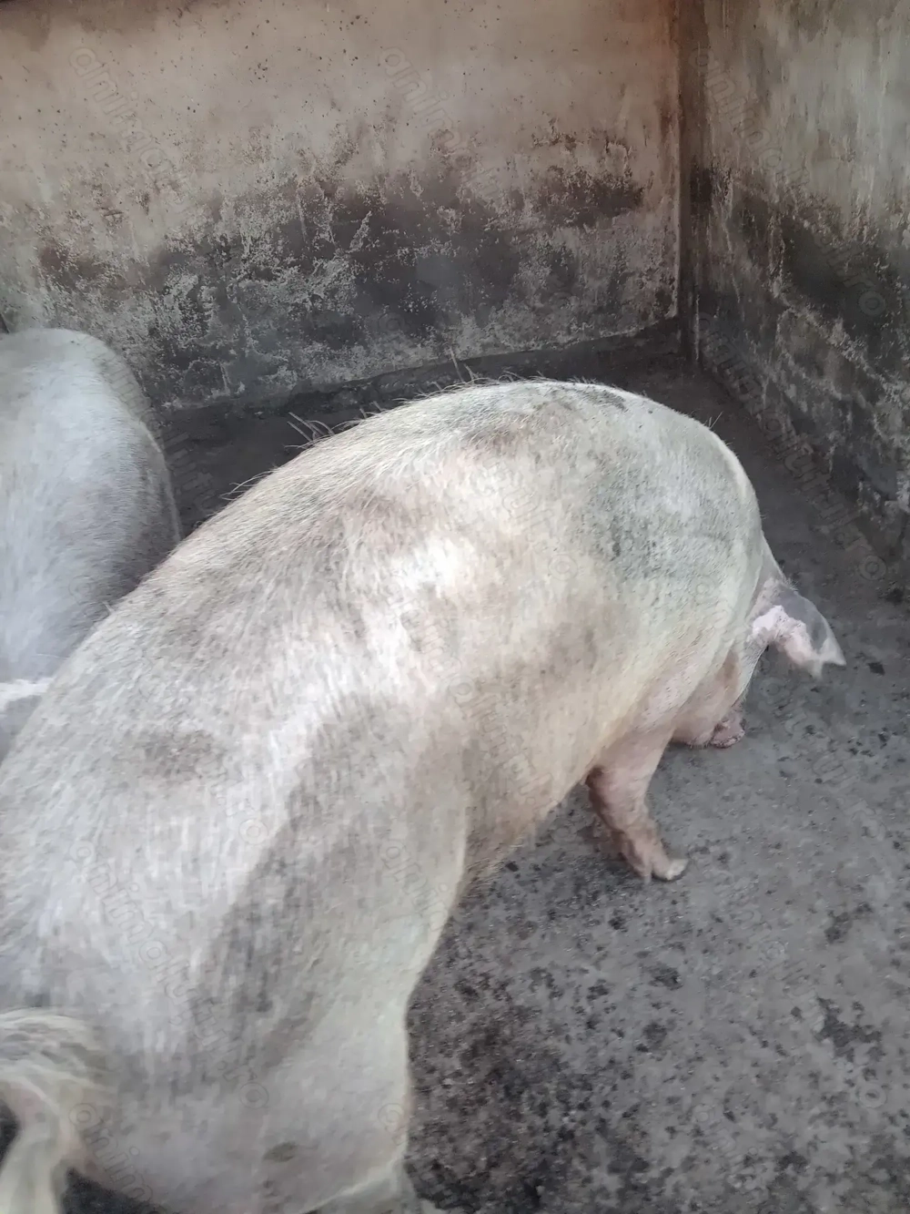 Vind porc,rasa de carne