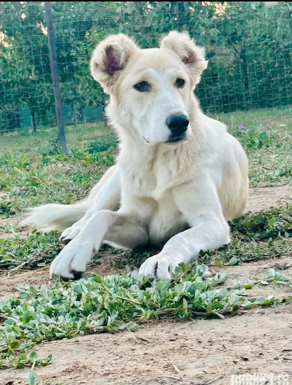 caine de intors caine de intors