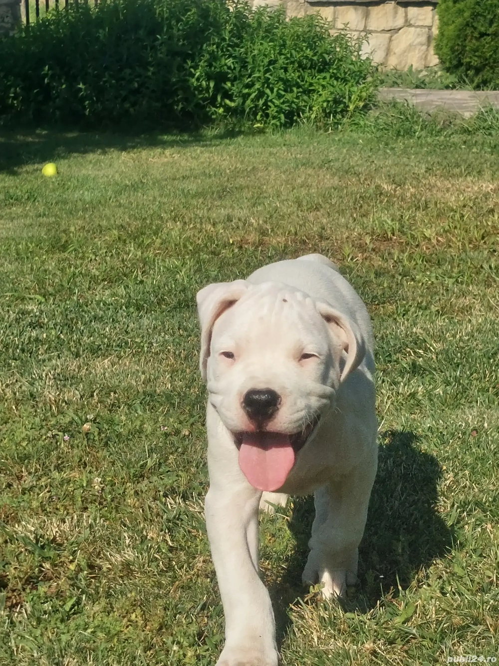 Dogo Argentino  Dogo Argentino