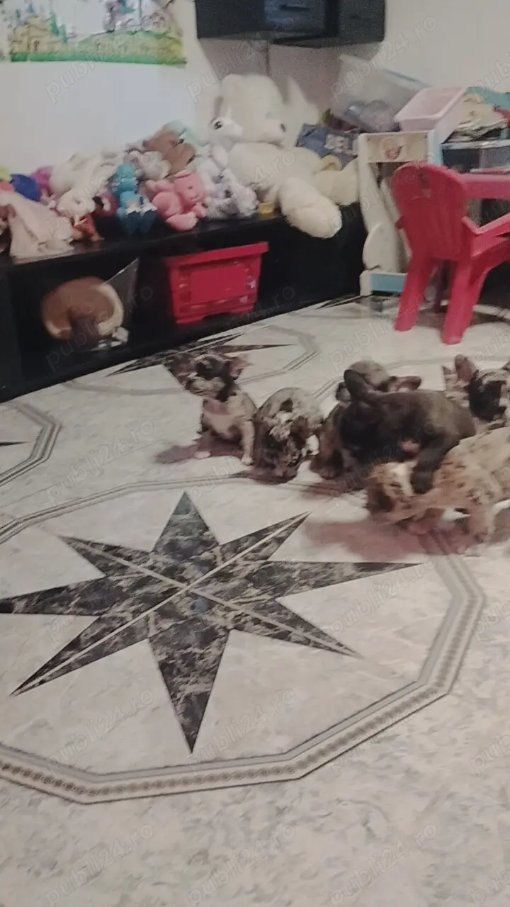 Bulldog francez merle transport gratuit 