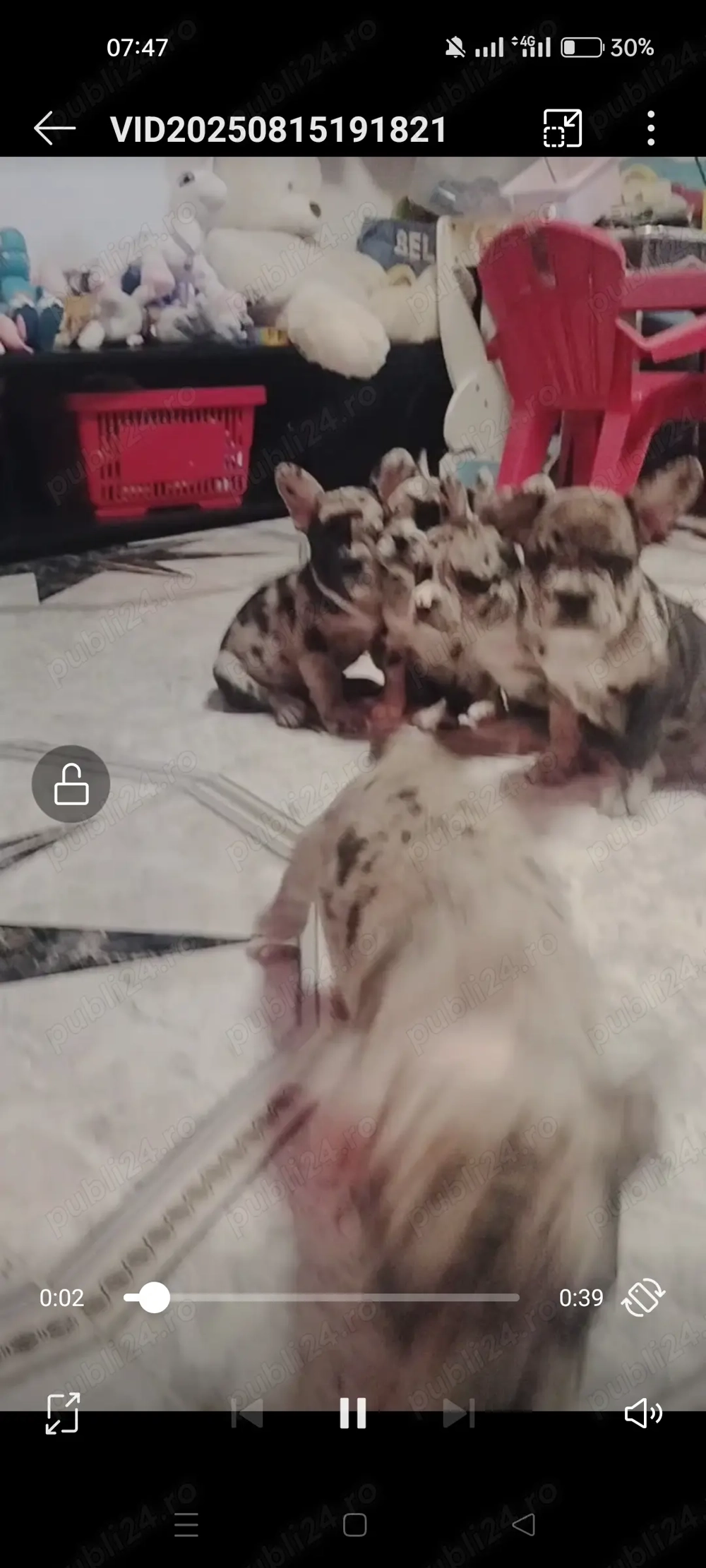 Bulldog francez diferite culori transport gratuit 