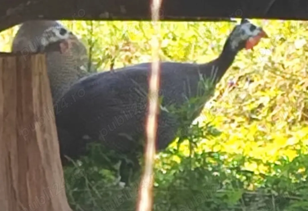 Vând Bibilici  Vând Bibilici