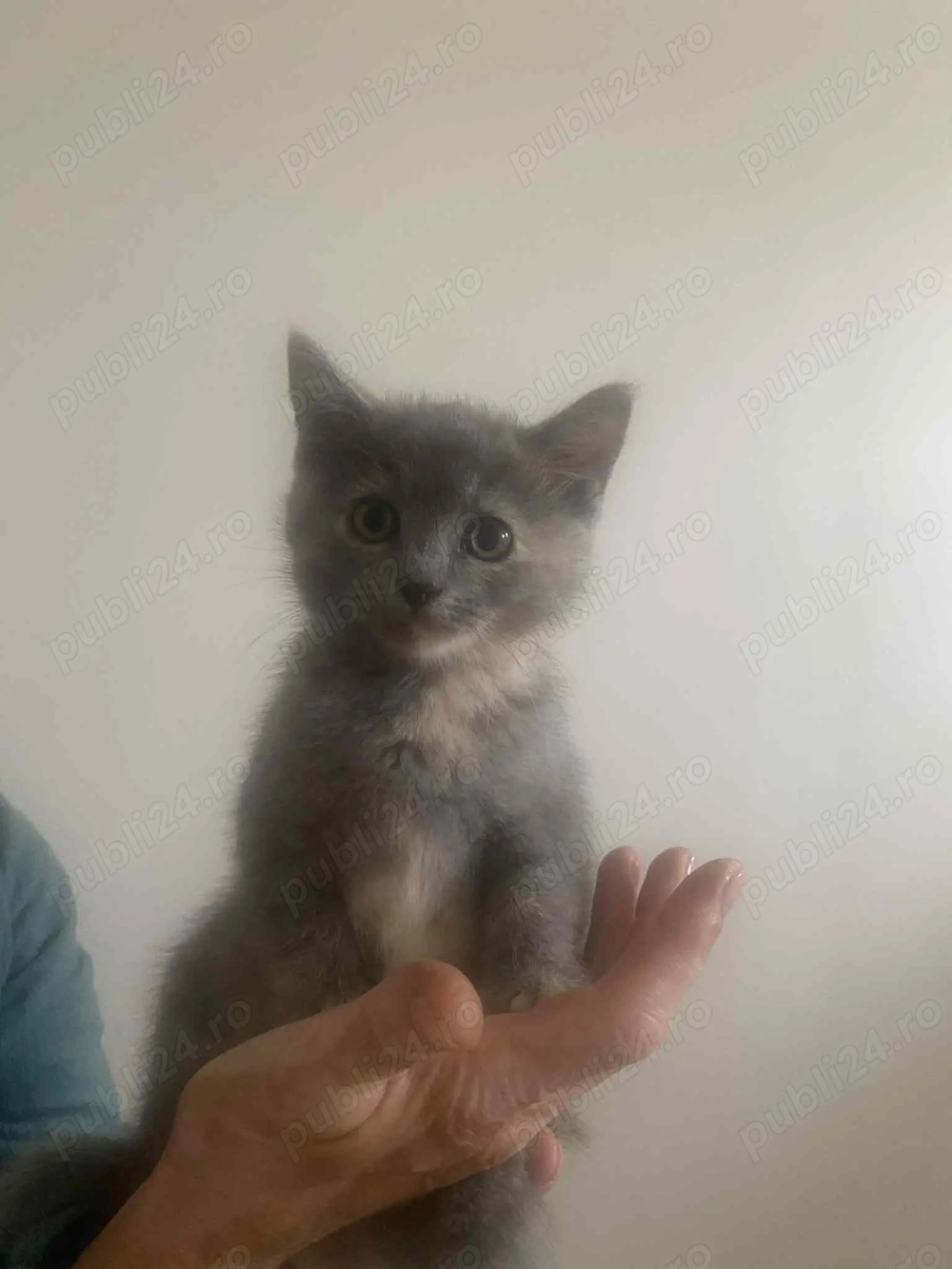 Vânzare donație pisicuțe 