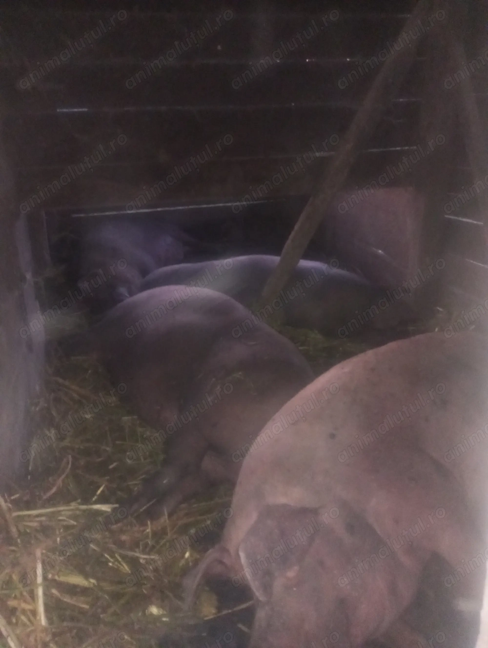 porc la alegere  porc la alegere