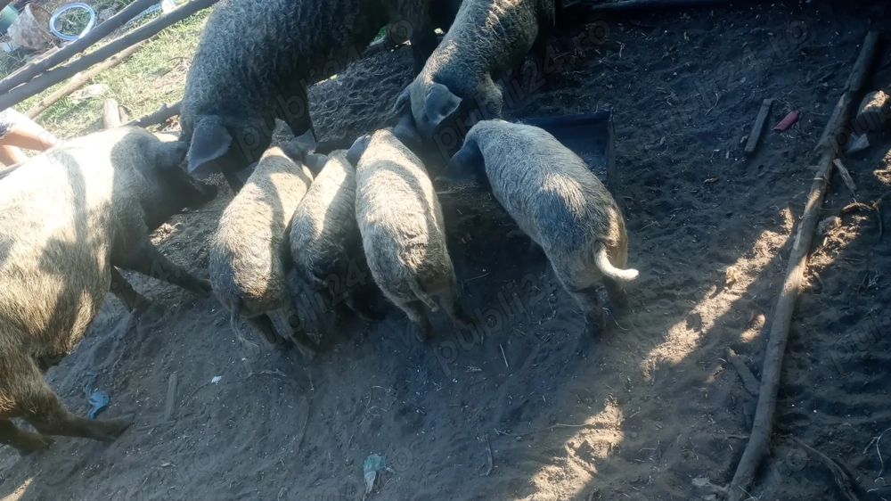 Porvei mangalița de 8 săptămâni și porci între 80 100 kg mangalita Porvei mangalița de 8 săptămâni și porci între 80 100 kg mangalita