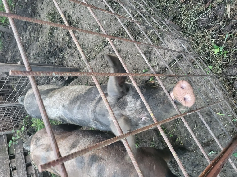 Vând 2 scroafe între 50 și 60 kg 