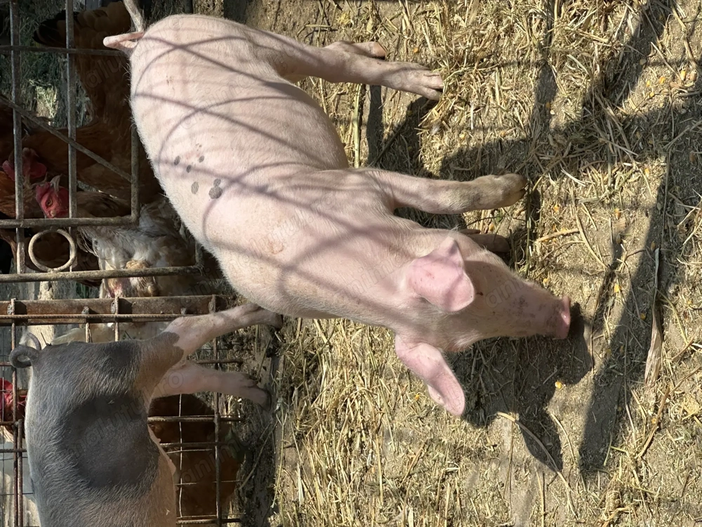 Vand purcei rasa pietrair Vand purcei rasa pietrair