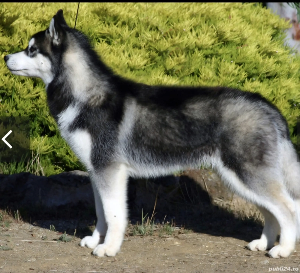 Huski siberian
