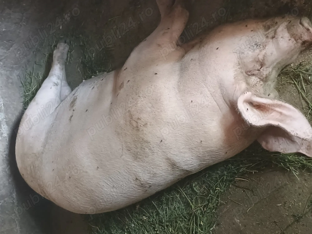 Vând purcei și porci mari preț negociabil Vând purcei și porci mari preț negociabil