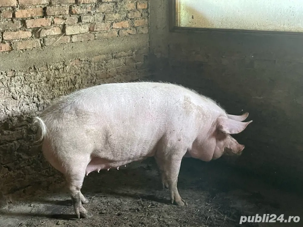 porc greutate peste 330 de kg porc greutate peste 330 de kg