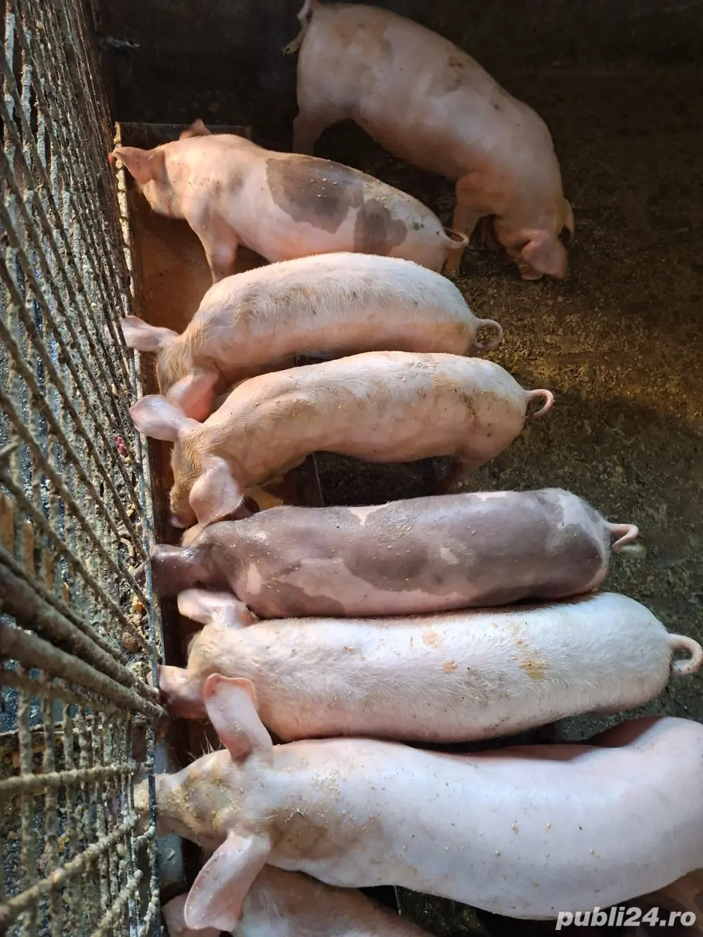 vand purcei de carne 