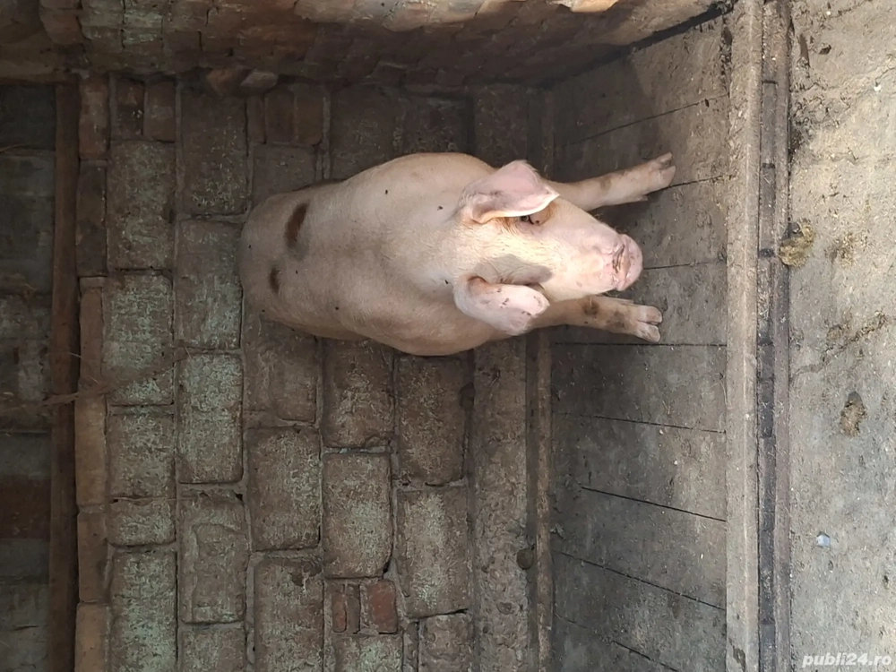 porc de vânzare  porc de vânzare