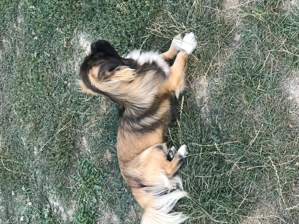 Pechinez de 1 an jumatate Pechinez de 1 an jumatate