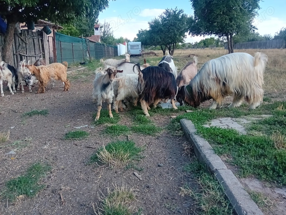 Câțiva iezi își cauta casa noua Câțiva iezi își cauta casa noua