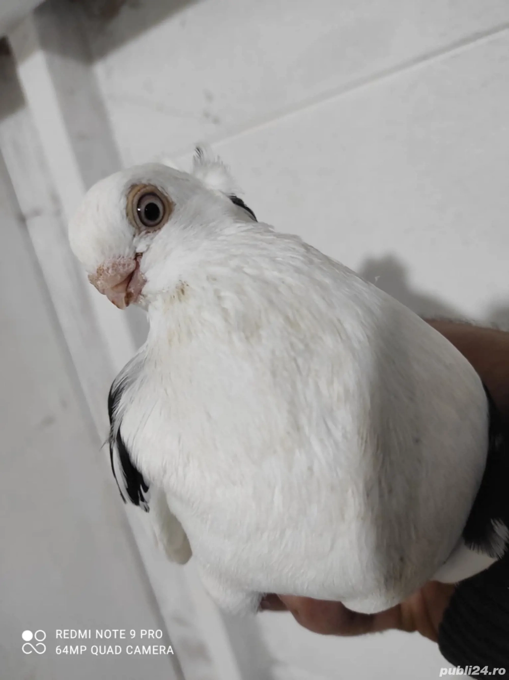 Jucători de Constanța 