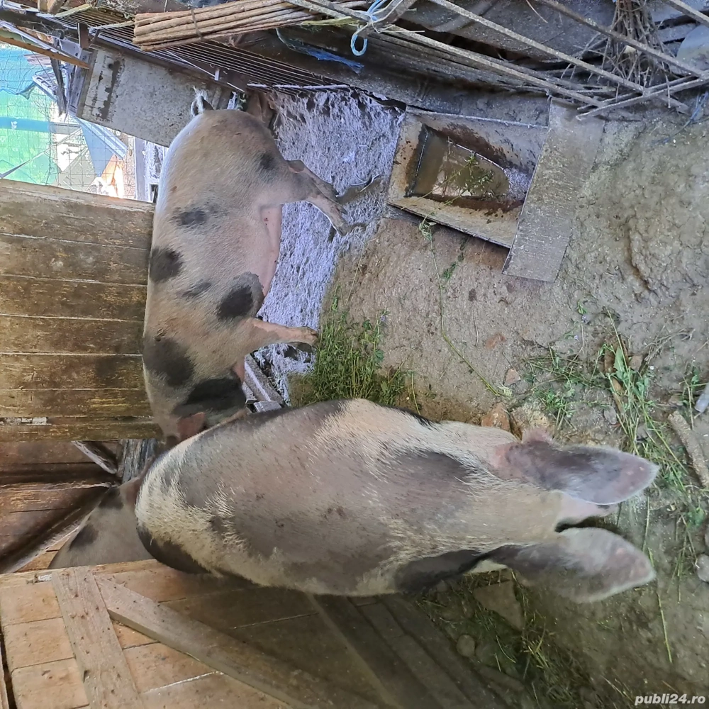 Porc de vânzare Porc de vânzare