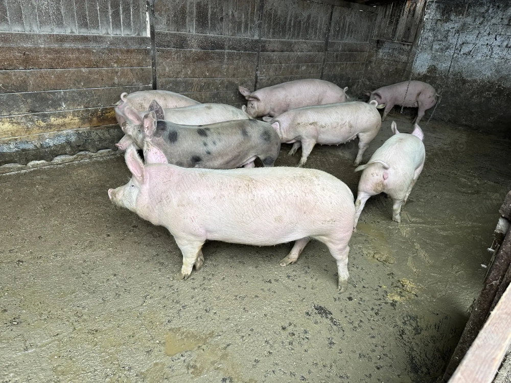 Porci 80-250 kg