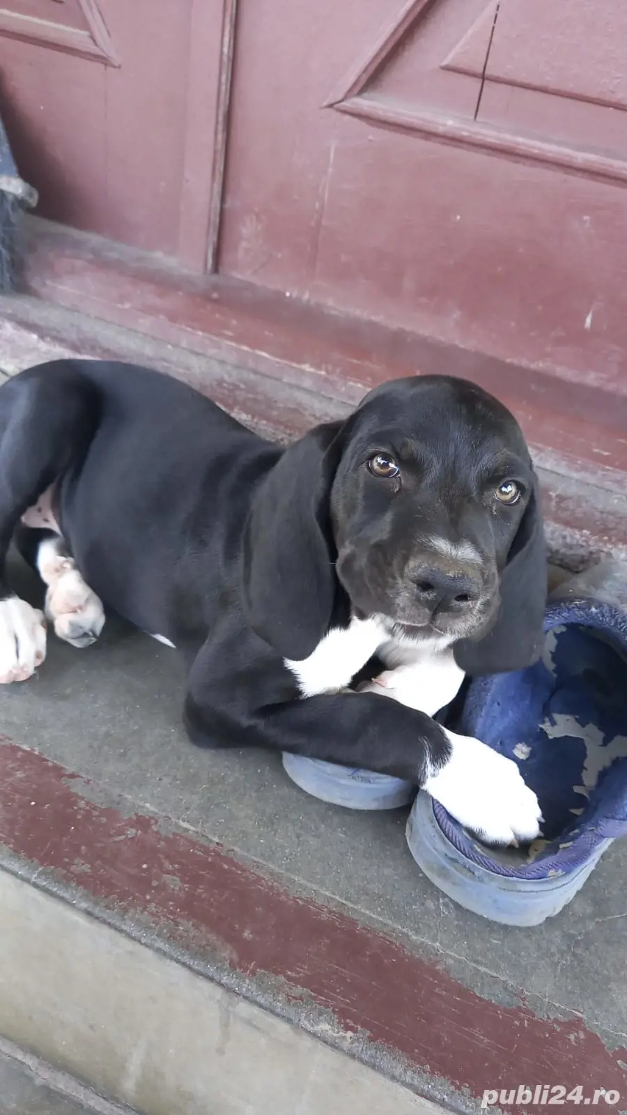 brac german  brac german