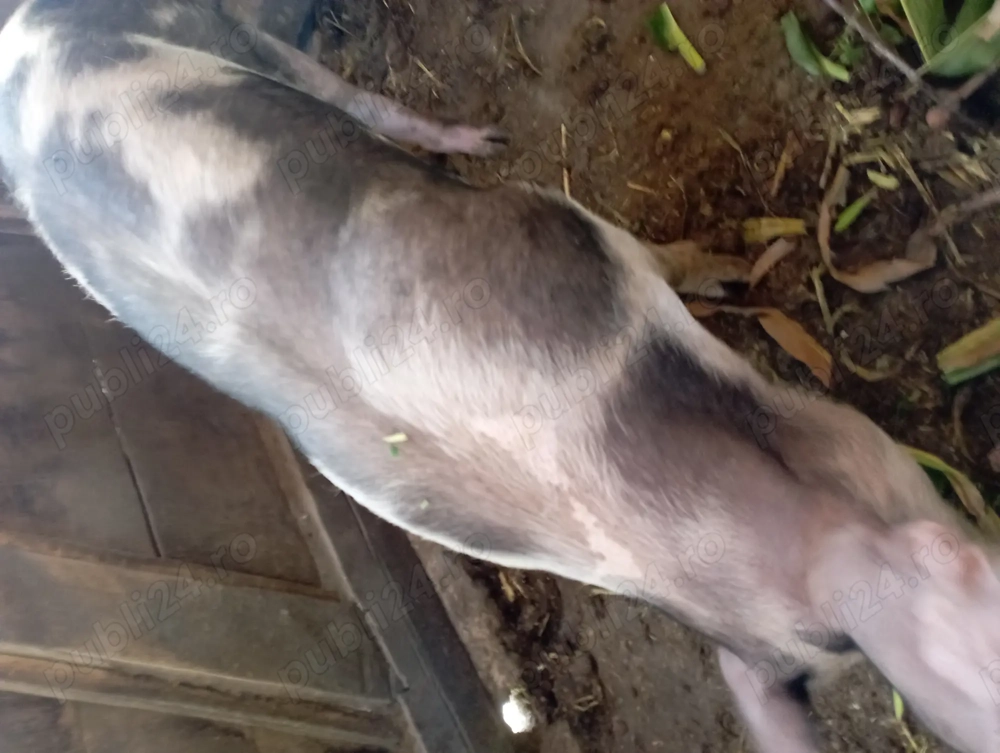 Vând purcea in jur de 100-130 kg Vând purcea in jur de 100-130 kg