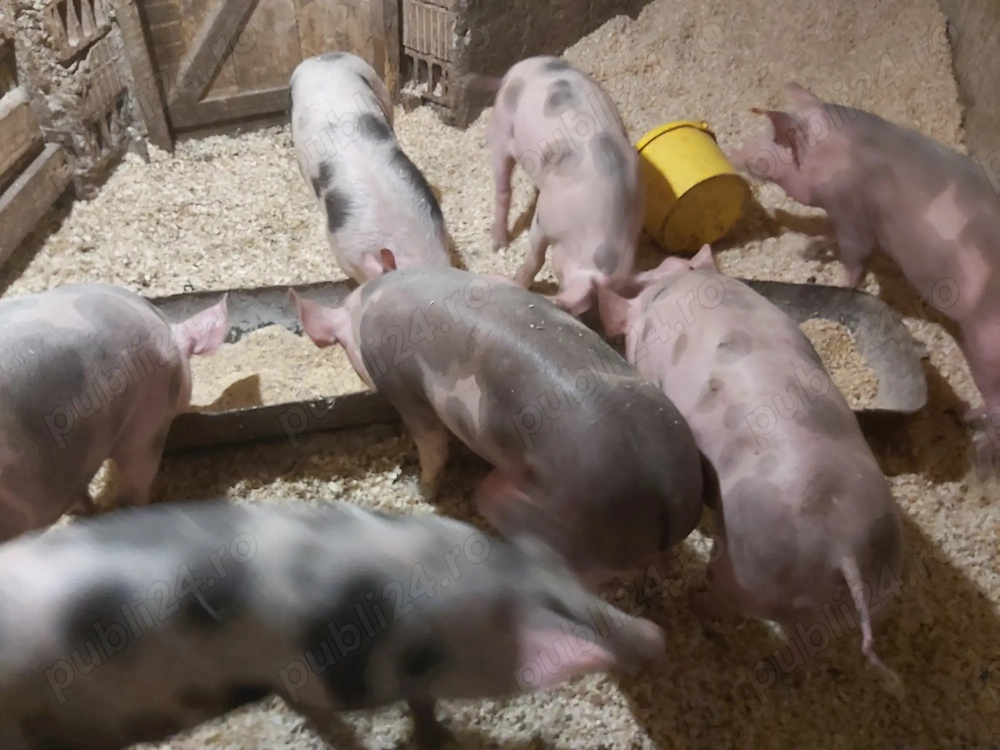Vând purceluși Pietrain 