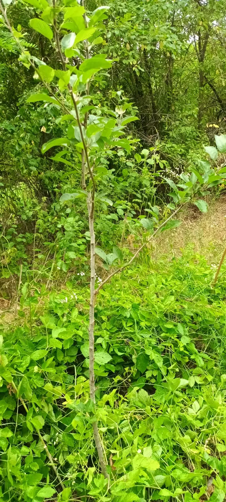 Proprietar vând teren intravilan cu casă demolabila in Poeni 