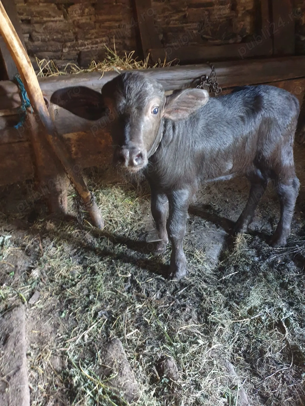 Vițelul de bivol Vițelul de bivol