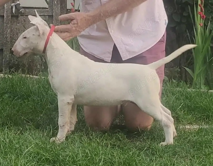 vand pui bull terrier 