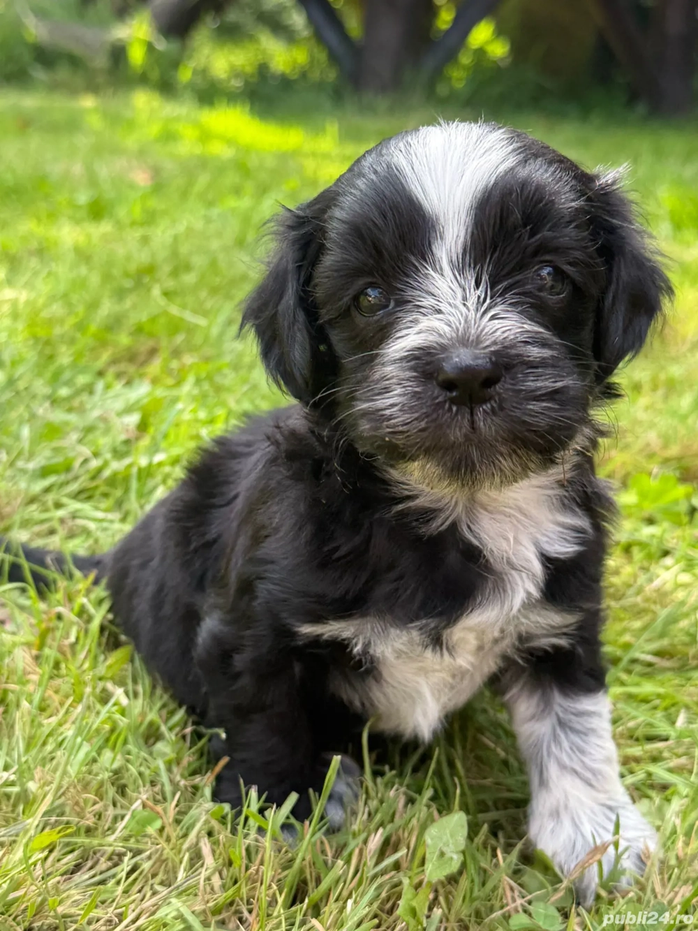 Bichon Havanez Bichon Havanez