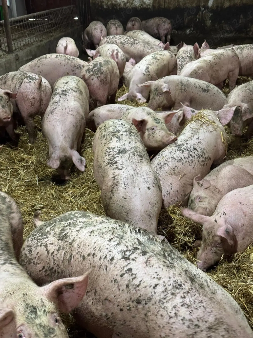 Porci și purcei  Porci și purcei