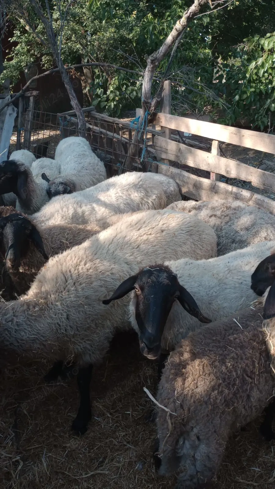 Oi de vanzare   jud teleorman