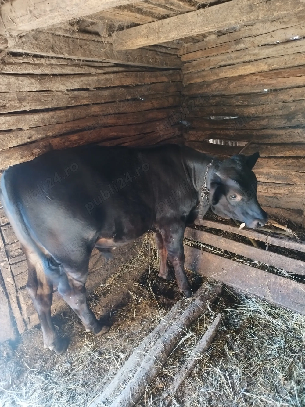 Vând vițel de 6 luni 