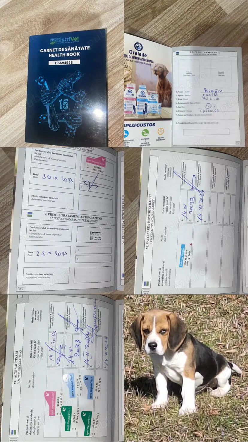 Vând cățel Beagle carnet de sănătate și toate vaccinurilor făcute 