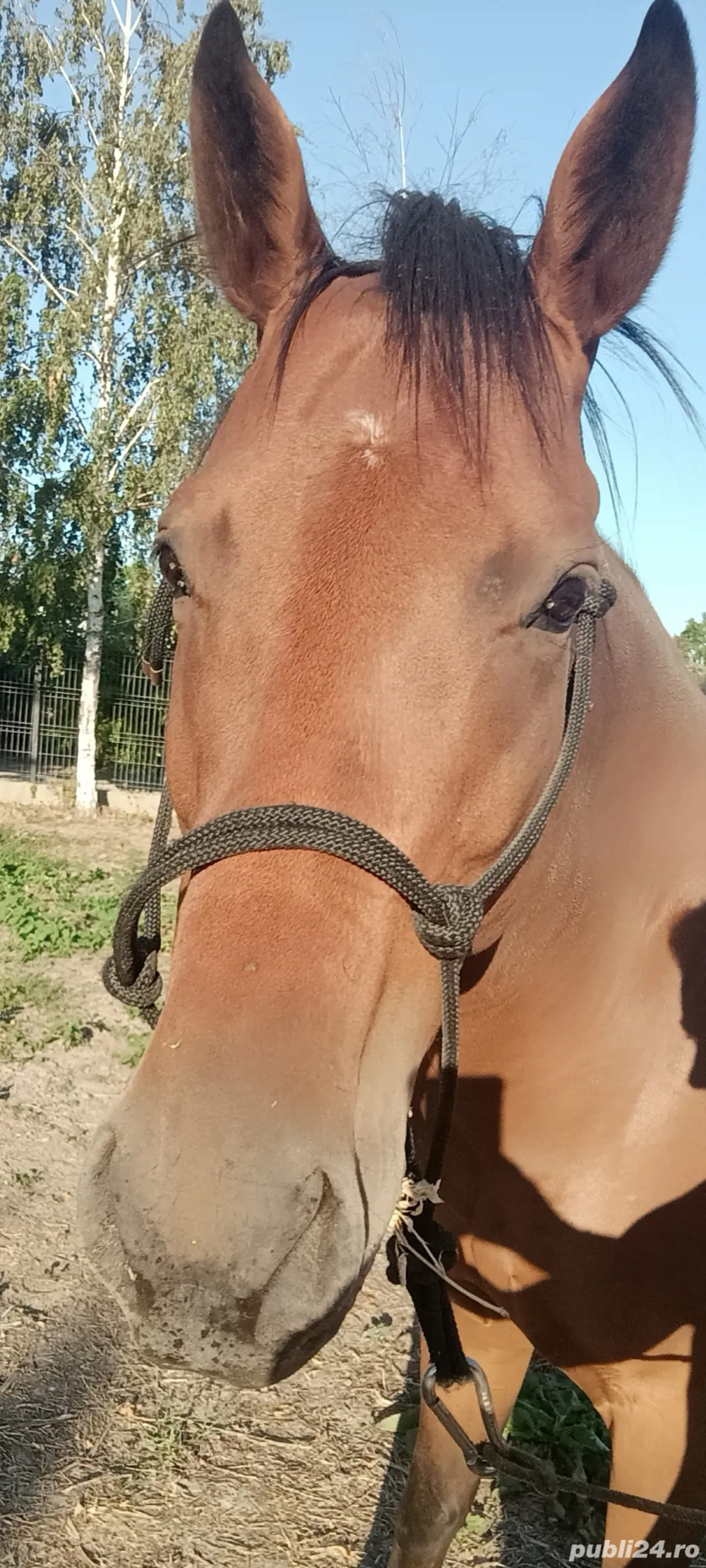 Vand iapa pur sange englez