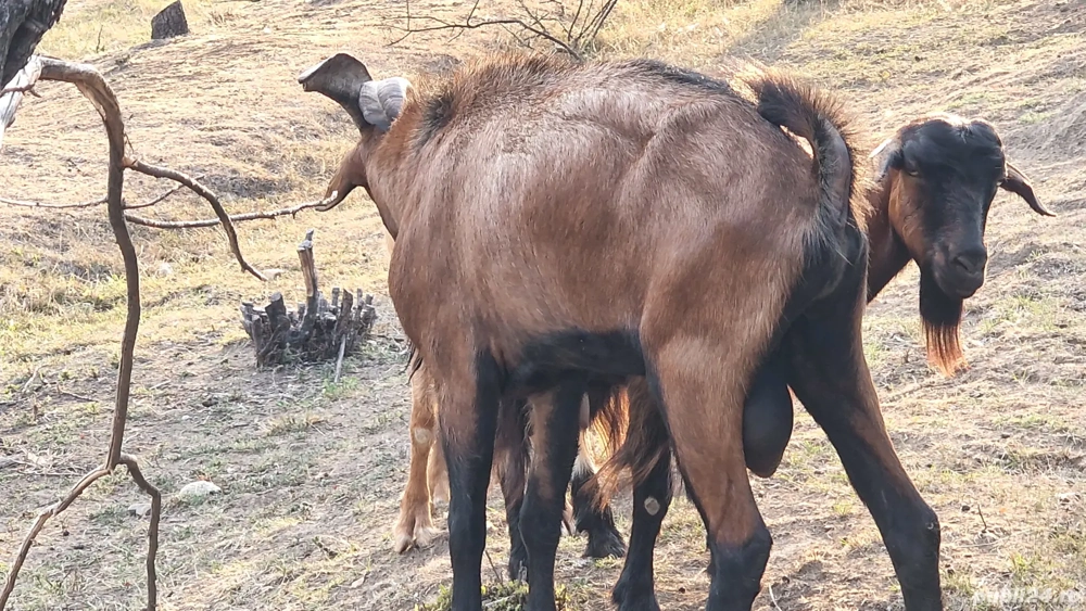 Tapi Alpin Francez cu origine